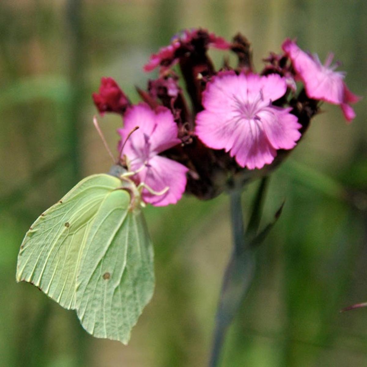 Kartäuser-Nelke (Dianthus carthusianorum)